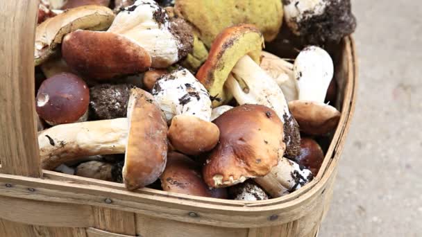 Mushrooms in basket - Footage, Video