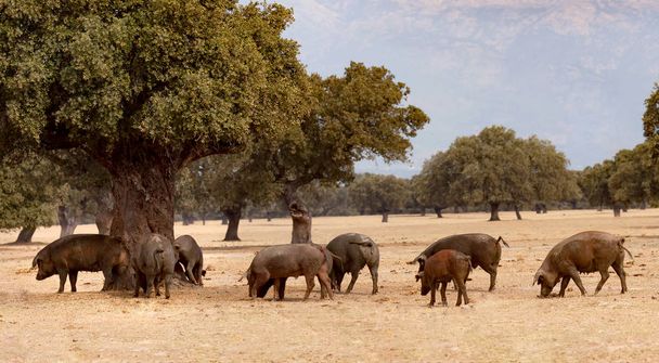 Иберийские свиньи пасутся возле дубов
 - Фото, изображение