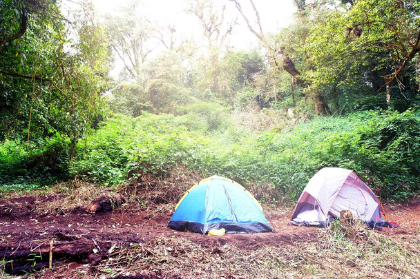Кемпинг туристическая палатка кемпинг в лесу, концепция путешествия
 - Фото, изображение