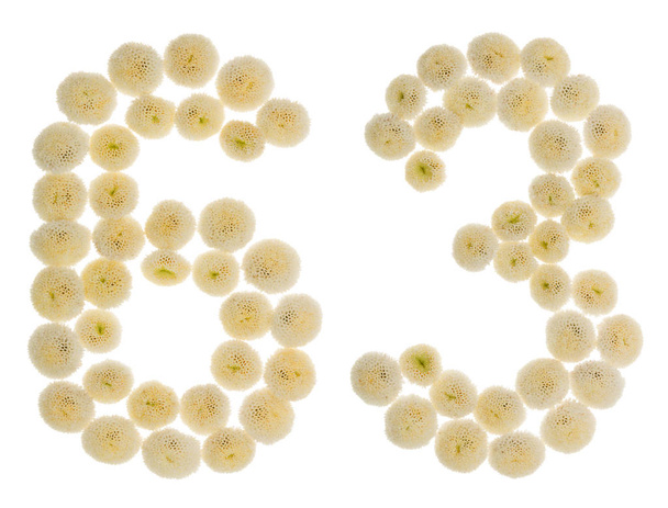 Арабская цифра 63, из сливочных цветов хризанты
 - Фото, изображение