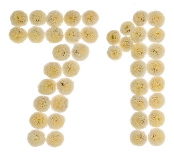 Арабская цифра 71, семьдесят один, из сливочных цветов хризанты
 - Фото, изображение