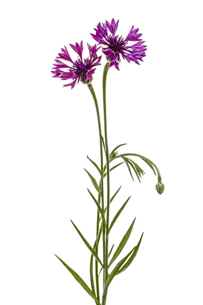 Violet flower of cornflower, lat. Centaurea, isolated on white b - Фото, изображение