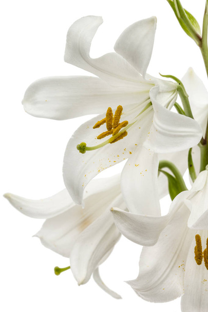 Flower of white lily, isolated on white background - Фото, изображение