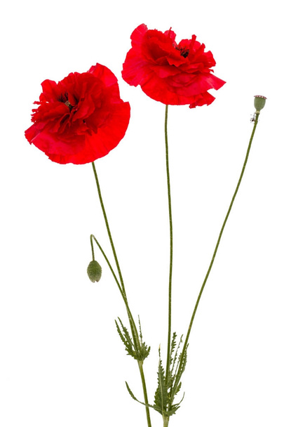 Flowers of red poppy, lat. Papaver, isolated on white background - Φωτογραφία, εικόνα
