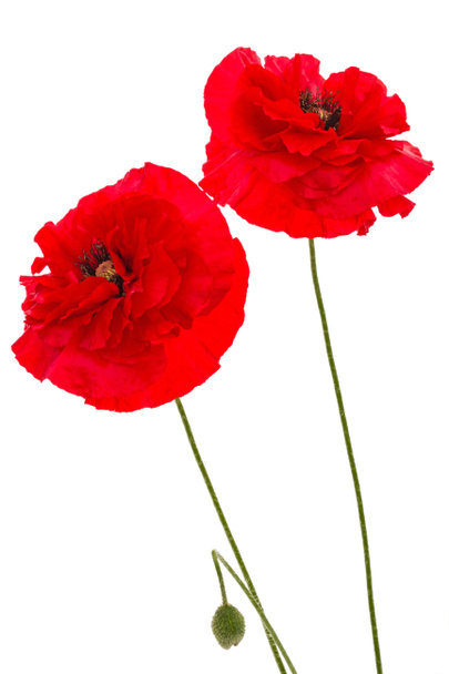 Flowers of red poppy, lat. Papaver, isolated on white background - Photo, Image