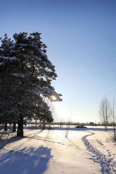 pine forest after a heavy snow storm on sunny winter day - Fotografie, Obrázek