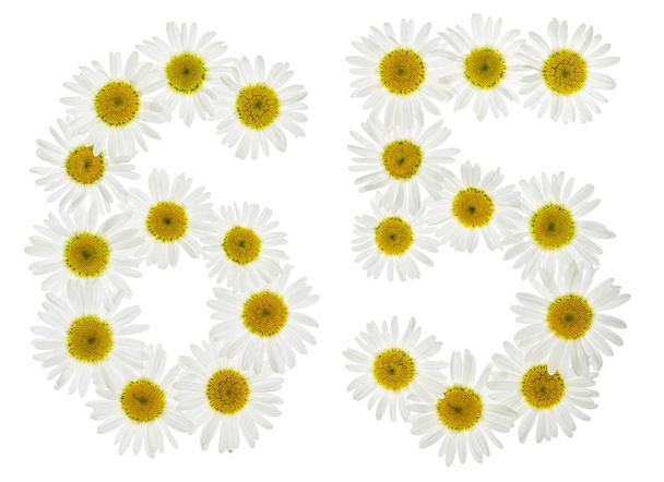 Αραβικό αριθμό 65, εξήντα πέντε, από λευκά άνθη χαμομηλιού,  - Φωτογραφία, εικόνα