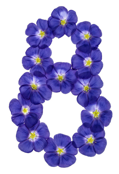 Arabic numeral 8, eight, from blue flowers of flax, isolated on  - Photo, Image