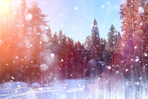 Forêt d'hiver par une journée ensoleillée. Paysage dans la forêt sur une neige
 - Photo, image