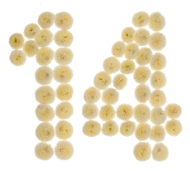 Arabic numeral 14, fourteen, from cream flowers of chrysanthemum - Photo, Image