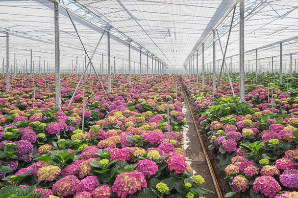 Hortensia creciente en un gran invernadero en los Países Bajos
 - Foto, Imagen