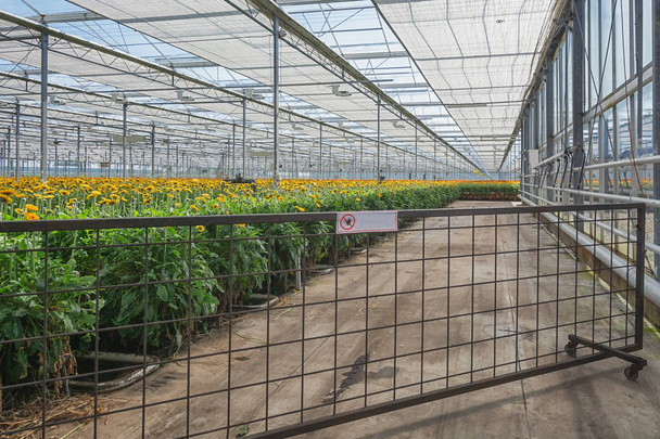 Kasvava gerberas suuressa kasvihuoneessa Alankomaissa
 - Valokuva, kuva
