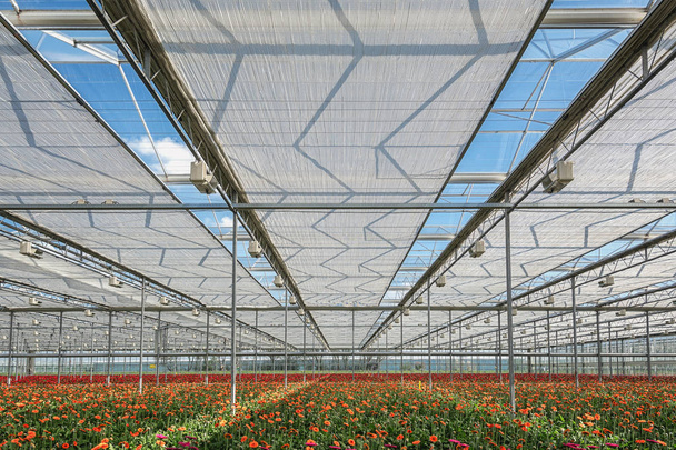 Выращивание гербера в большой теплице в Нидерландах
 - Фото, изображение