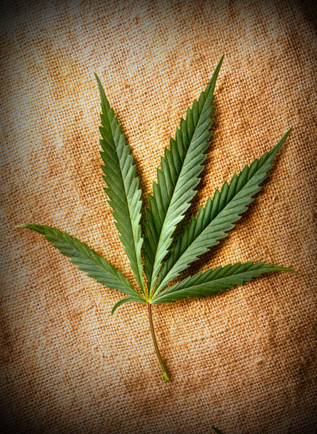Cannabis leaf - Photo, Image