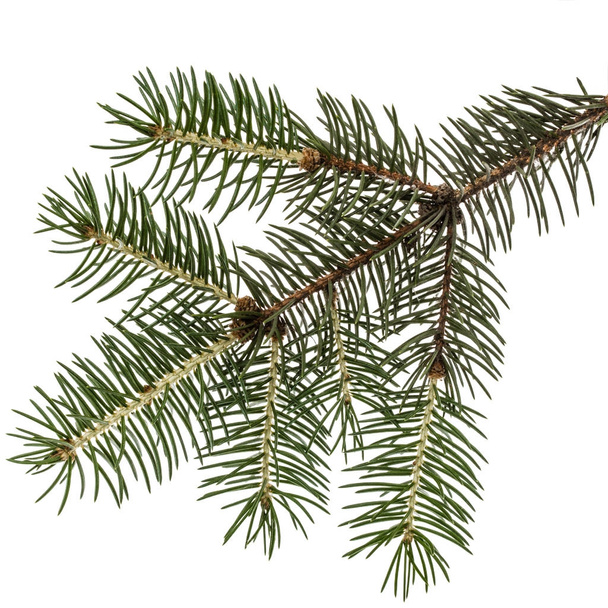 Spruce branch, isolated on white background - Photo, Image