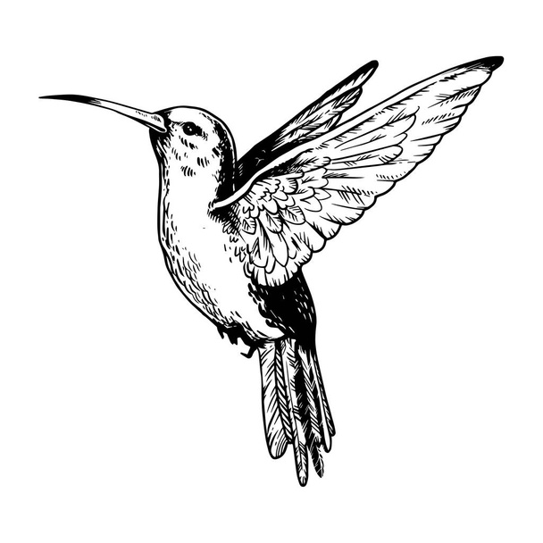Humming bird engraving vector illustration - Vettoriali, immagini