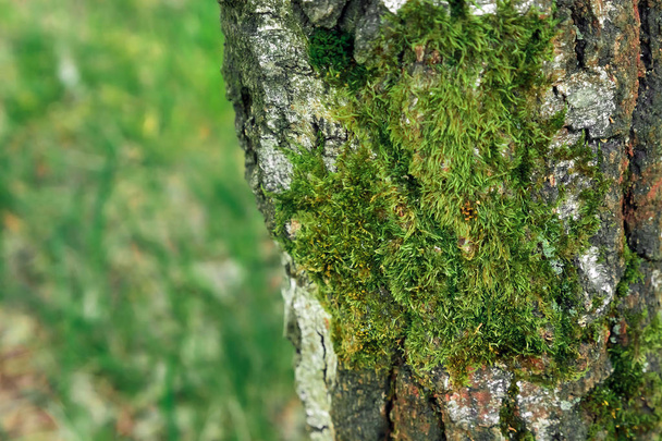 Detail view of some green moss and little plants on the bark of a tree. - Фото, изображение