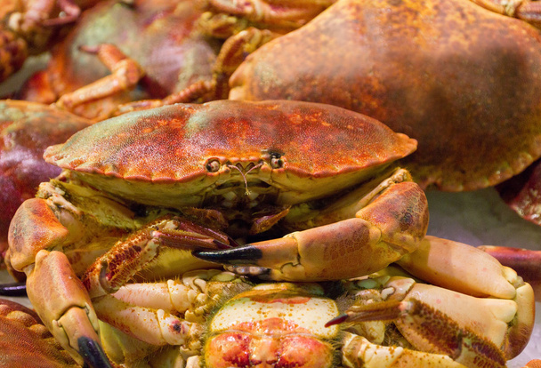 Red crab - Fotoğraf, Görsel