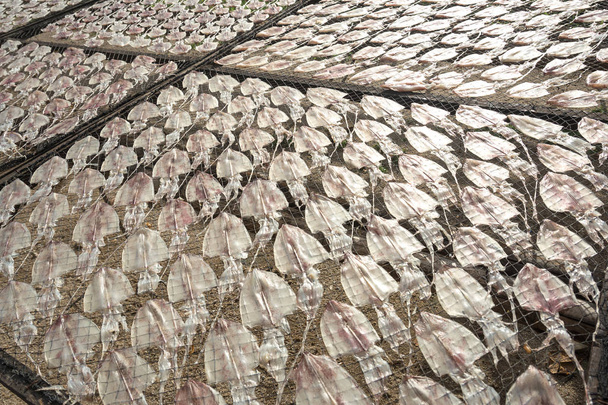 Świeże kalmary w sieci z światło słoneczne - Zdjęcie, obraz