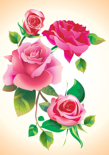 Flores de rosas
 - Foto, Imagem
