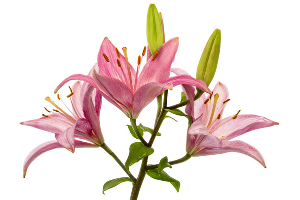 Flower of a pink lily, isolated on white background - Photo, Image