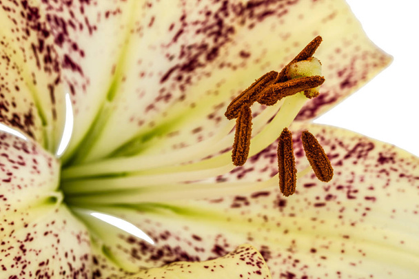 Grote bloem van gestroomde lelie, geïsoleerd op witte achtergrond - Foto, afbeelding