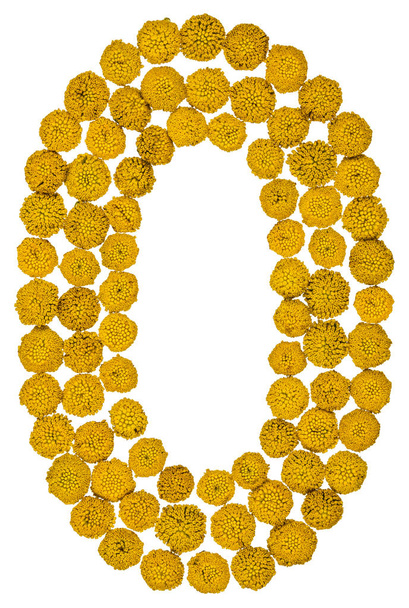 Número arábigo 0, cero, de flores amarillas de tanaceto, aisladas o
 - Foto, Imagen
