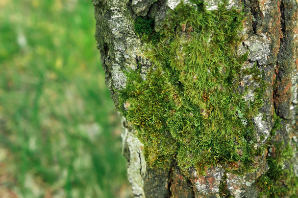 Detail view of some green moss and little plants on the bark of a tree. - Фото, изображение