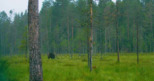 Vahşi yetişkin kahverengi ayı yağmur sırasında ormanda yürüyüş - Video, Çekim