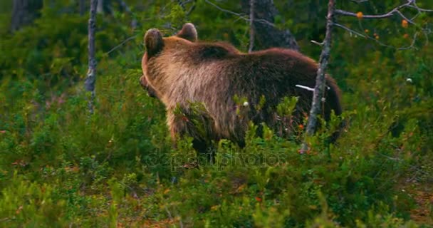 Молодий і грайливий коричневий ведмідь дитина біжить вільно в болоті
 - Кадри, відео