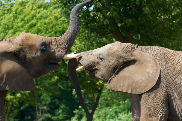 Hablar de elefantes
 - Foto, imagen