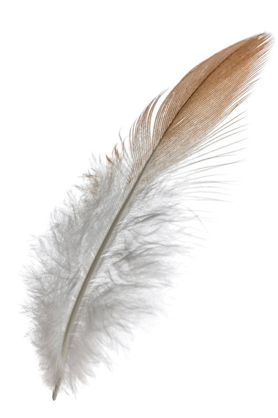 Feather bird , isolated on white background - Φωτογραφία, εικόνα