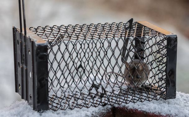 Een houten muis, Apodemus sylvaticus, in een levende vangst val, staande buiten in de sneeuw - Foto, afbeelding
