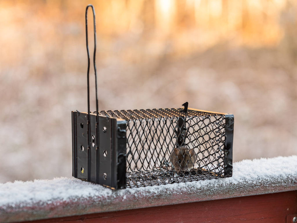 A Wood Mouse, Apodemus sylvaticus, in a live catch trap, standing outdoors in the snow - Photo, Image