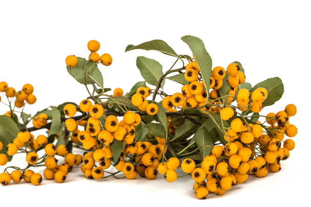 Yellow berries of shrubby pyracanthus, lat. Pyracantha, isolated - Photo, Image