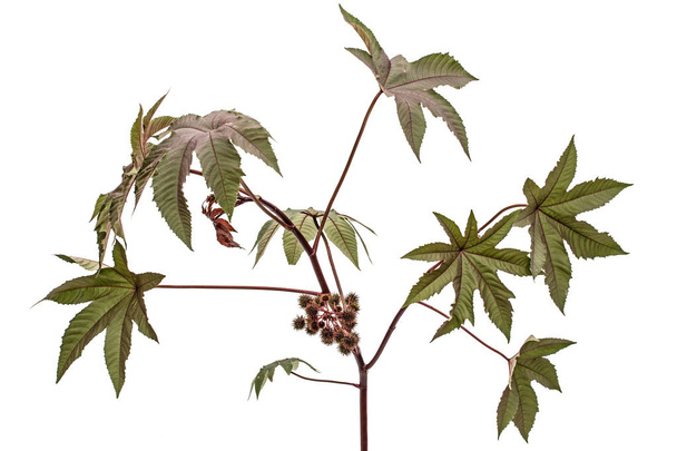 Ricinus communis, Castorbean або олійно-олійні рослини, ізольовані на
 - Фото, зображення