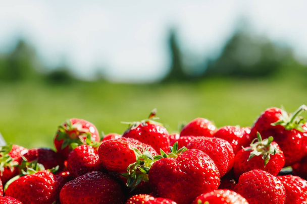 A lot of strawberries on a green background, a season of strawberries. - Zdjęcie, obraz