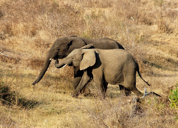 Przyrody: Słoń afrykański - Zdjęcie, obraz