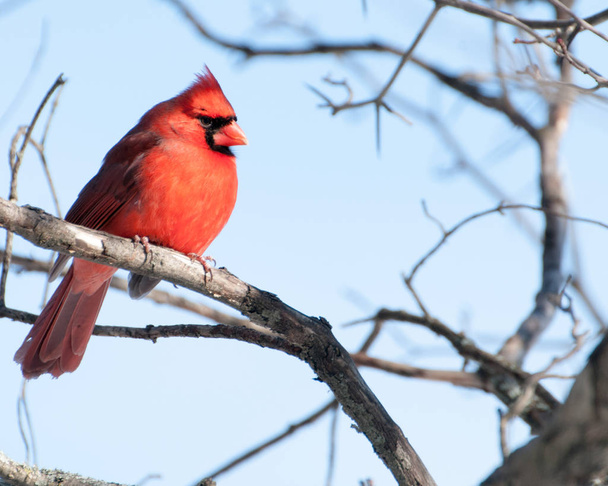 Самець кардинал сиділа
  - Фото, зображення