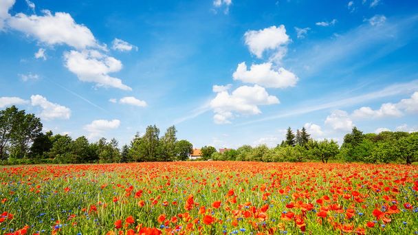 Poppy meadow with the blue sky - Valokuva, kuva