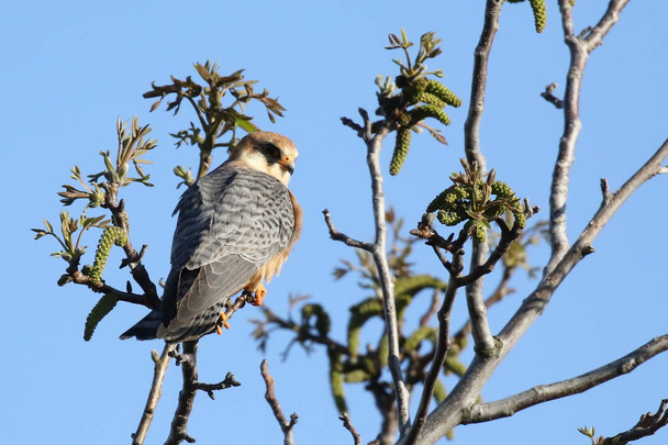 Kestrel (Falco tinnunculus) istuu puun oksalla. ukrainalainen. Vuosi 2017
 - Valokuva, kuva