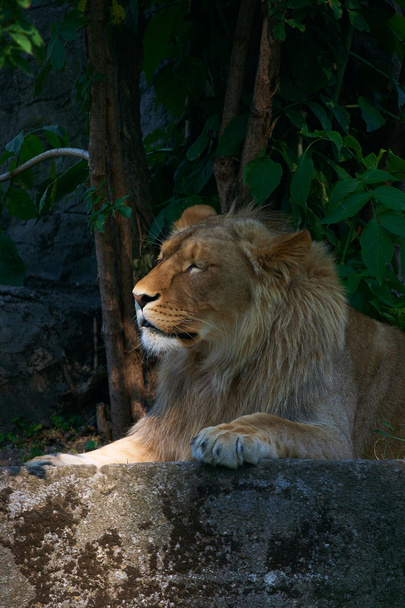 Портрет большого льва
 - Фото, изображение