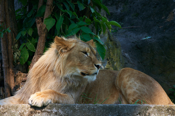 Портрет великого чоловічого лева
 - Фото, зображення
