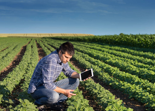Farmer with tablet in soybean field - Zdjęcie, obraz