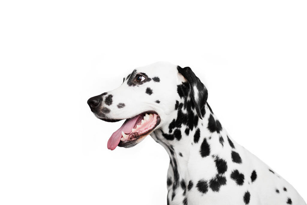 Далматинский портрет собаки в профиль. Изолированный на белом фоне
 - Фото, изображение