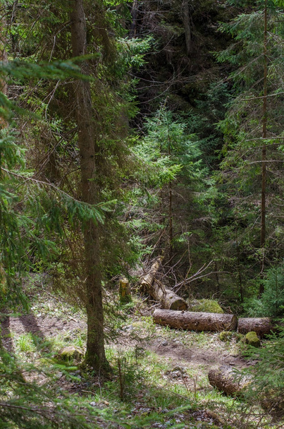 Trail in the forest - Zdjęcie, obraz