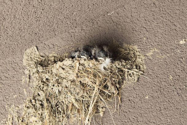 птичье гнездо на стене внутри здания, полного птенцов
 - Фото, изображение