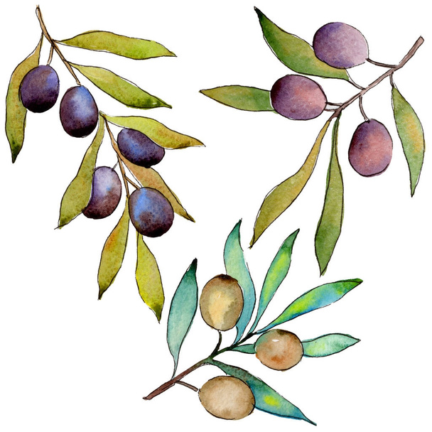 Olive tree in a watercolor style isolated. - Foto, Imagen