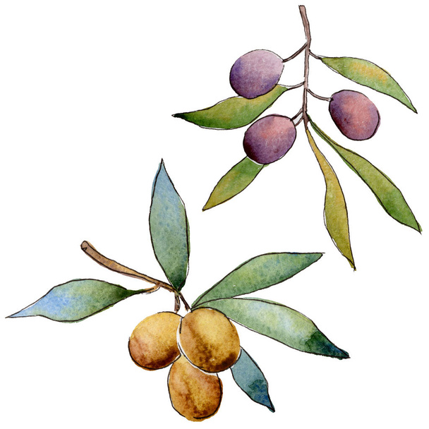 Olive tree in a watercolor style isolated. - Photo, Image