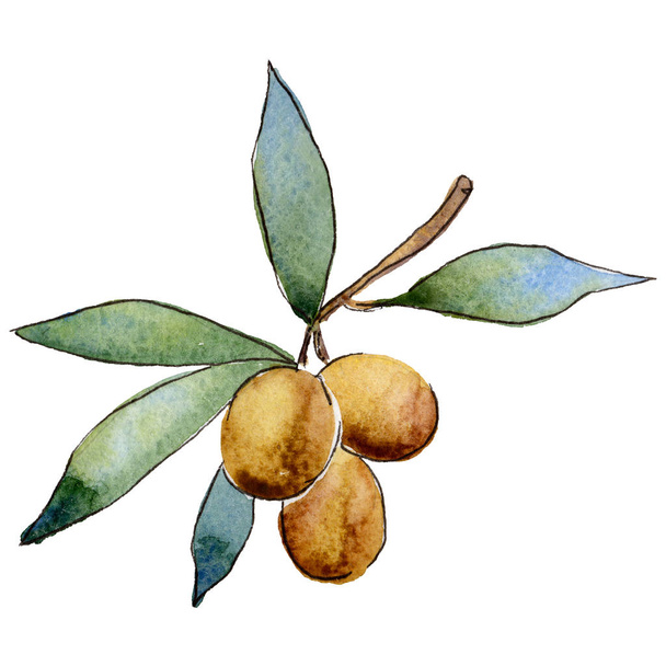 Olive tree in a watercolor style isolated. - Foto, immagini